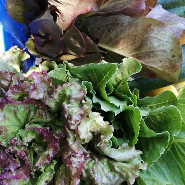 Mix Hojas Lechugas Orgánicas