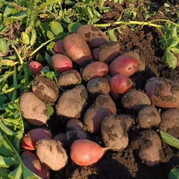 Papas Agroecológicas Kilo