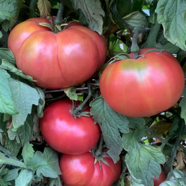 Plantita de Tomate Rosado