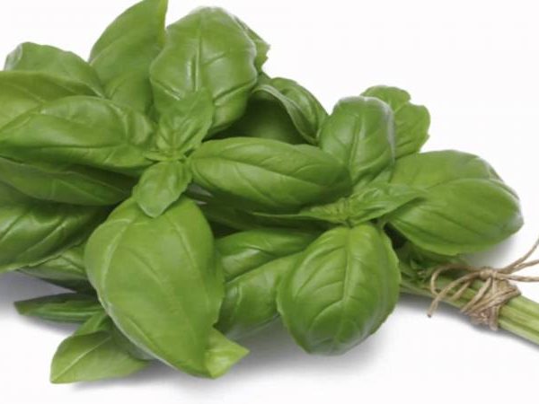 Plantita de Albahaca Agroecológica