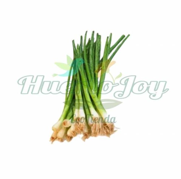 Cebollines Convencionales Atado