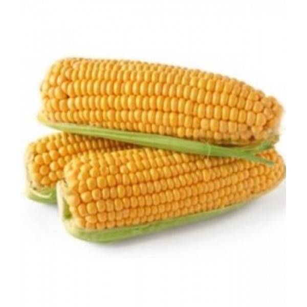 Choclos Grandes para Humitas Agroecológicos