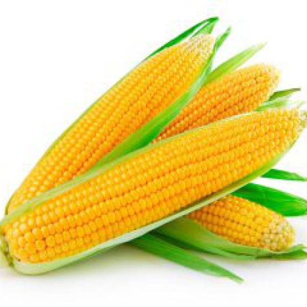 Choclos Guy Agroecológico, choclo dulce chico para cocido y humitas