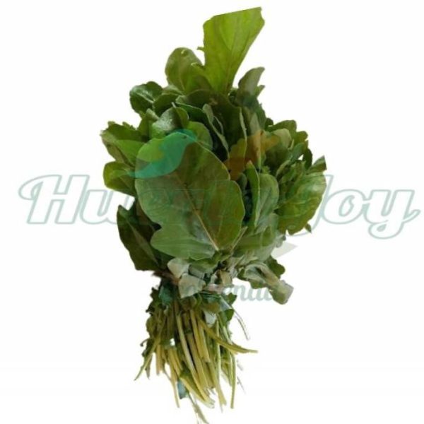 Rúcula Agroecológica Atado