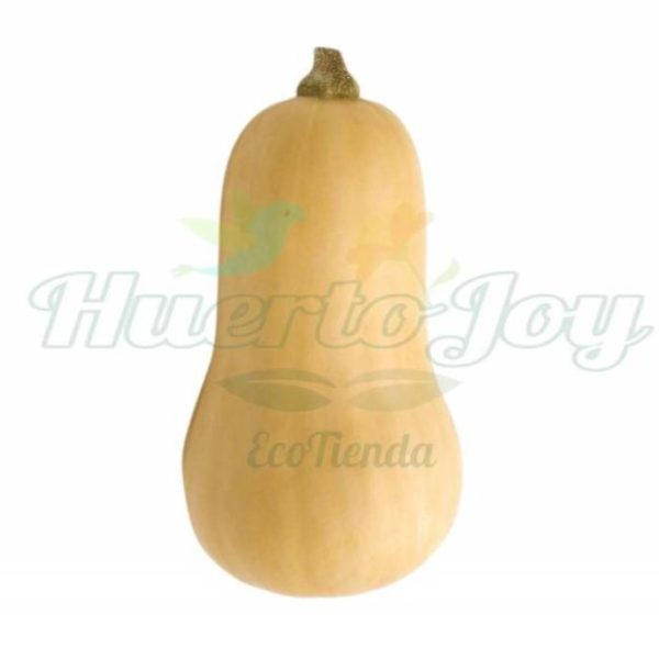 Zapallo Butternut Agroecológico Kilo precio según peso