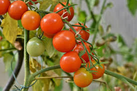 Plantita de Tomate Cherry