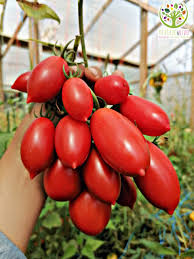 Plantita de Tomate Conservero