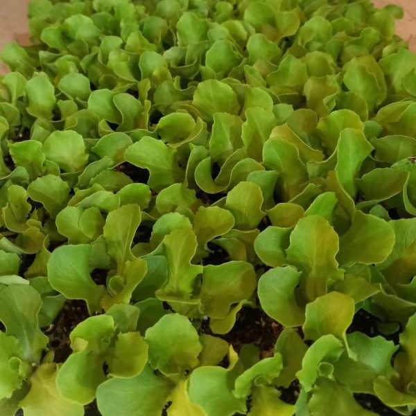 Almacigos de Lechuga c/u
