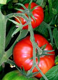 Plantita Tomate Yuco