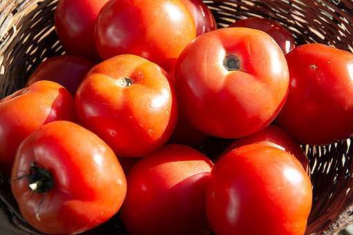 Tomates Yuco Antiguo Agroecológico Kilo